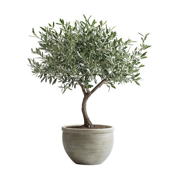Potted olive tree with lush green leaves, isolated on transparent cutout background