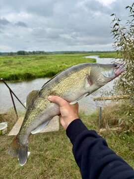 Zander, sandacz - catch of the day