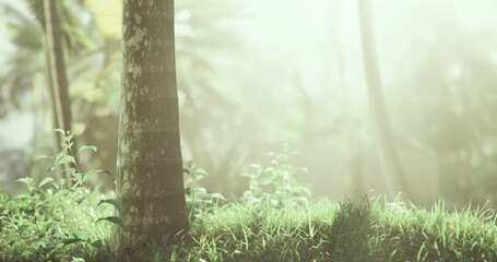 Soft sunlight streams through trees, illuminating the lush green grass and creating a tranquil atmosphere. The peaceful forest exudes a calm and refreshing energy.