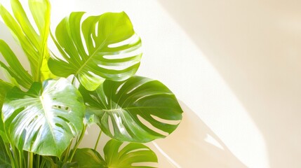 Monstera Deliciosa Plant: The exquisite Monstera deliciosa plant displays its lush, heart-shaped leaves in vibrant, natural light, showcasing its unique, fenestrated texture.