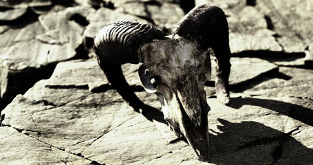 A rugged ram skull emerges from the cracked earth, surrounded by an arid landscape. The fading light casts haunting shadows, evoking a sense of mystery and natures timeless beauty.