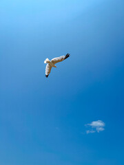 seagull in flight