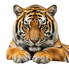 Obraz premium Majestic bengal tiger face close up isolated on transparent background