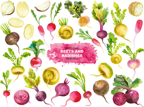 Vector watercolor painted beets and radishes