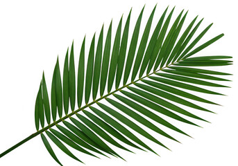 Obraz premium Vibrant green palm frond detailed texture isolated on black backdrop lush tropical foliage isolated on transparent background
