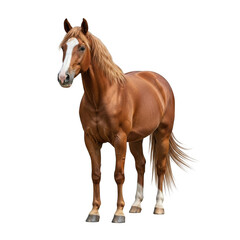 Obraz premium Majestic chestnut horse standing proudly isolated on transparent background