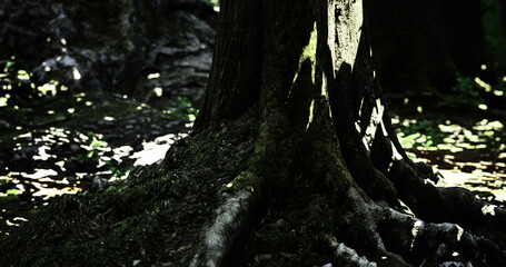 Sunlight gently streams through the canopy, illuminating the thick roots of a tree among the shadows. The forest floor is covered in leaves and soft moss, creating a peaceful atmosphere.