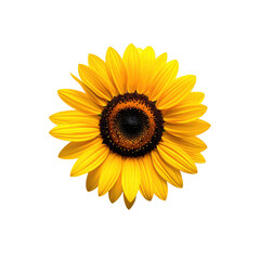 Obraz premium Close-up of a vibrant yellow sunflower against a black background. Detailed petals and a dark brown center