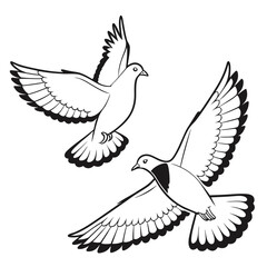 Two elegant white doves in flight with wings spread wide against a clean white background