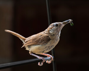 Carolina Wren
