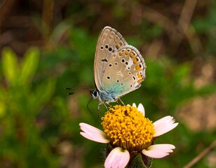Fototapeta premium Close-up of a butterfly on a flower (8)