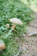 Mushroom in the forest in green grass