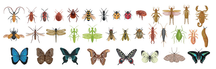 Mega set of realistic insect. Set of realistic insects from above. Vector insects on a white background. Dragonfly, ant, fly, wasp, bee, mantis, butterflies, lice, flea, mosquito, tick, slug, scorpion