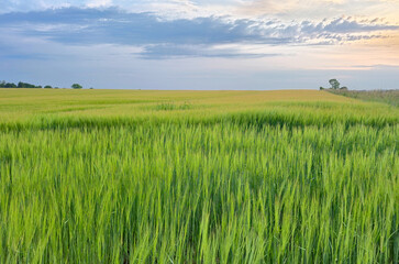 Summer sunset sky over Danish country side landscape with fields of crops