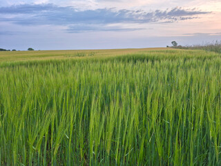 Summer sunset sky over Danish country side landscape with fields of crops