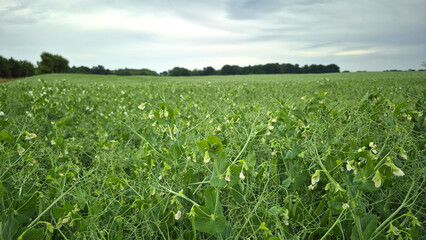 Field with green pea plants with pods growing in summer season