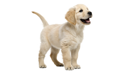 Golden retriever puppy stands happily isolated on transparent background