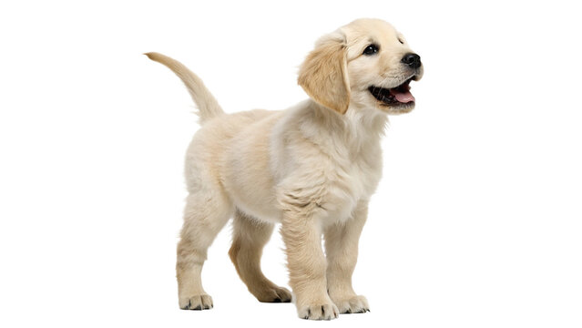 Golden retriever puppy stands happily isolated on transparent background