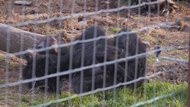 Sloth bear (Melursus ursinus) in zoo enclosure, behind mesh, rolling on back and sniffing inside end of wooden log, very cute