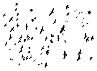Black silhouette of a flock of crows. Many birds, a flock on a white background.