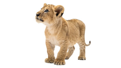 Lion cub with striking blue eyes standing isolated on transparent background