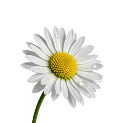 Naklejka premium A vibrant common daisy with transparent petals and golden yellow center, a single dewdrop on a petal, isolated on a transparent studio background. Concept of purity and nature's perfection