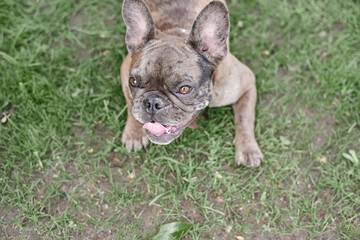 French Bulldog Face Grey Big Brown Eyes Playing Open Mouth