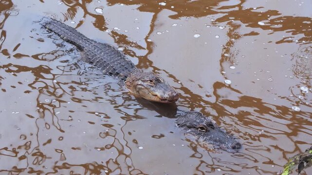 American Alligator (Alligator mississippiensis) pair lying together in rippling water in reptile house enclosure of zoo