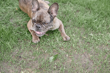 French Bulldog Face Grey Big Brown Eyes Playing Open Mouth