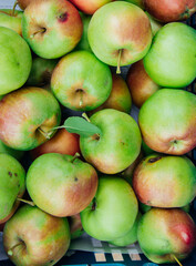 Ripe green apples, harvested in autumn. An orchard.