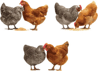 a gray hen and brown chicken eating grain together, isolated on a white background with a clipping path