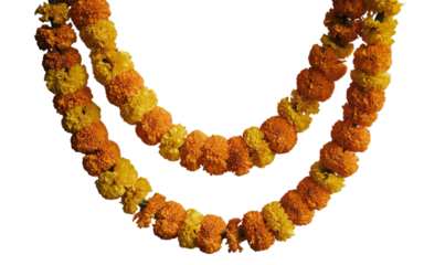 Indian festival toran of marigold flowers isolated on transparent background with mango leaf, hanging