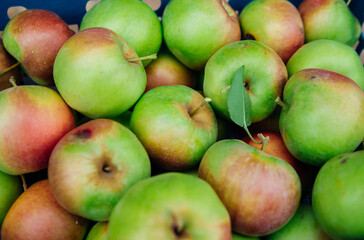 Ripe green apples, harvested in autumn. An orchard.