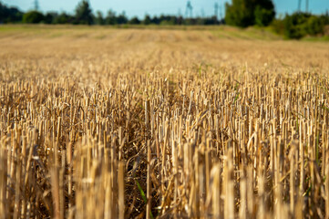 Stubble remains in a harvested field under a clear blue sky, showcasing the agricultural landscape...