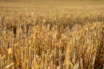 Stalks of harvested wheat stand tall in a golden field, bathed in bright sunlight, symbolizing the end of the growing season