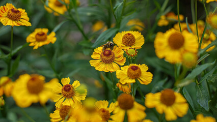 Helenium autumnale. The natural beauty and tenderness of the flowers. Yellow autumnal flowers.