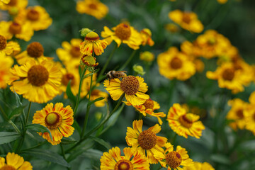 Helenium autumnale. The natural beauty and tenderness of the flowers. Yellow autumnal flowers.