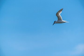 Eine Seeschwalbe bei der Jagd im Meer