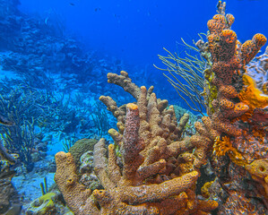 Caribbean coral garden, Bonaire