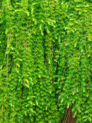 Part of a weeping Japanese larch (binomial name: Larix kaempferi ‘Pendula’), a deciduous conifer that loses its needles in autumn, in a botanical garden on a spring day in northeastern Illinois, USA
