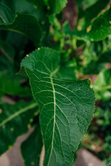 Green horseradish leaves in the garden. Healthy herbs and seasoning.