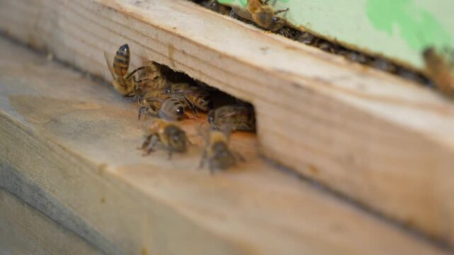 swarm of bees working in wooden hive box