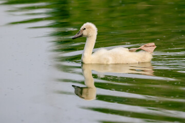 Jeune cygne tuberculé et son reflet