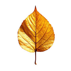 Close-up of a single, vibrant autumn leaf.  The leaf is a rich golden-brown, with intricate veining visible.  It's isolated against a pure black background
