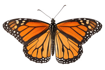 Naklejka premium Monarch butterfly specimen for study