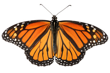Fototapeta premium Monarch butterfly specimen in display