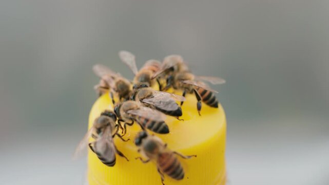 Conjunto de Abejas 