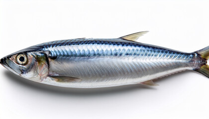 Naklejka premium Sardine Isolated On White Background