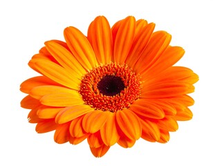 Vibrant Orange Gerbera Daisy Close-Up