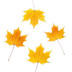 Four vibrant yellow maple leaves arranged in a cross shape isolated on transparent background